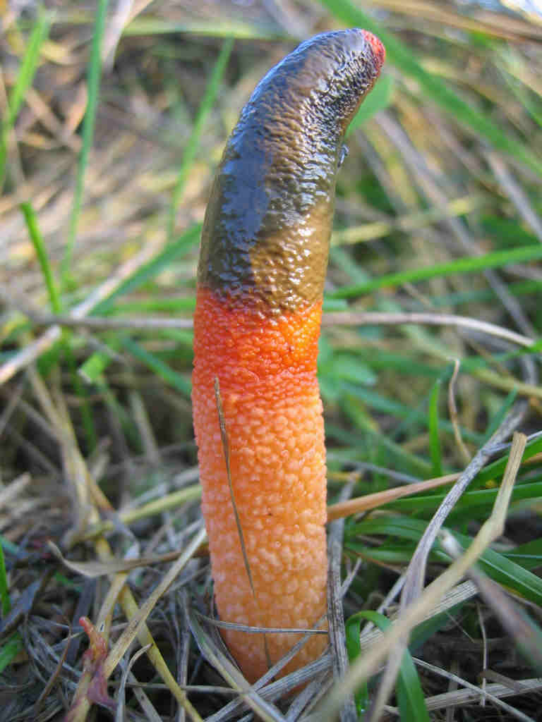 2005 :  Un anno di funghi